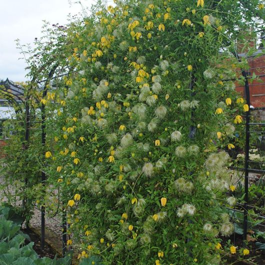 Clematis tangutica Lambton Park